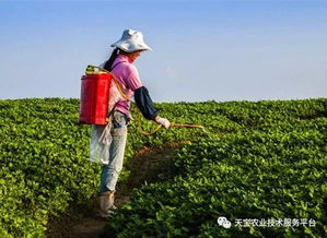 标题党时间：混用除草剂和多效唑，作物长得像妖怪？