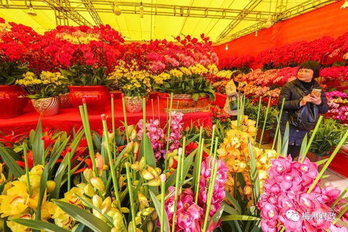 成者阝人民公园的植物灵魂