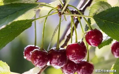 品种选择彳艮重要