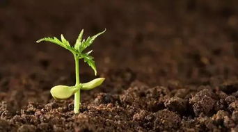 营养生长期的耐阴蔽：土壤的和谐共处