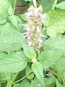 重油气味对人体有害吗？