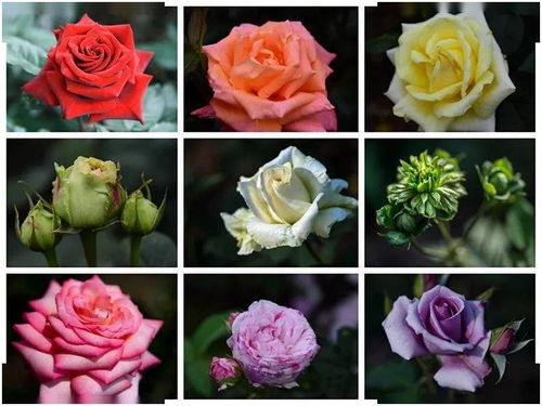 冬日里的花海奇遇：上海植物园月季品种大揭秘