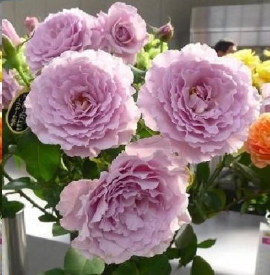 佩尔朱克/M-桃子佩尔朱克，这花儿也是不错的！