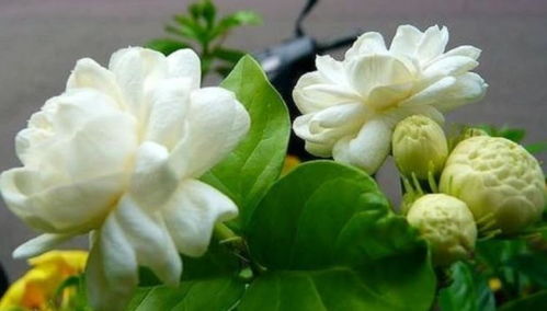 盆栽青苹果花养护指南：简易方法让花卉更茂盛！