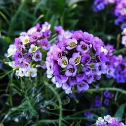 植物界的超级英雄：极地植物大揭秘