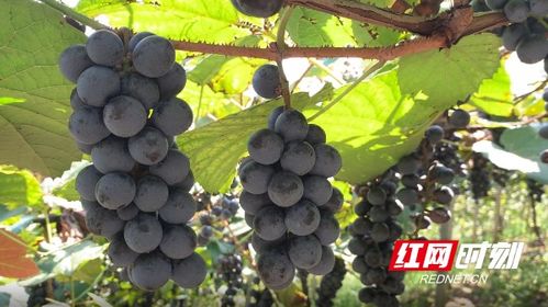 高山刺葡萄莓病的防治难题