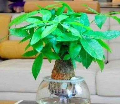 水培植物适合养什么？这几种可以长期养