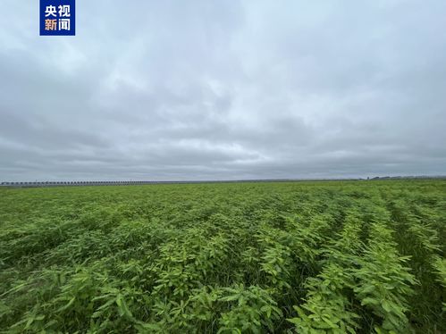 河北盐碱地上的牧草奇迹