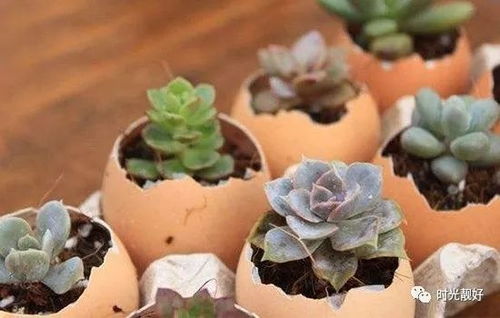 蛋壳的演变：从鸡蛋到花盆