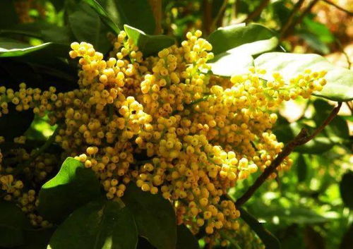 二、梅雨季的米兰，特殊配比