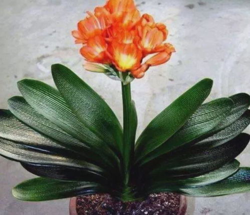 君子兰的坚韧与谦和之美，难道不是象征着君子之风的最高境界吗