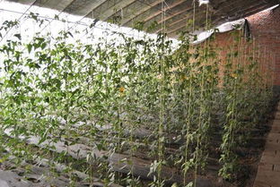 豆角锈病防治，我们一起努力！