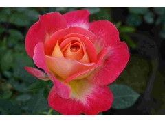 月季花苗的养殖小贴士