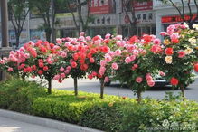 五一佳节， 武汉月季花添彩添活力