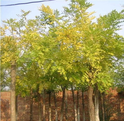 彩叶树种：四季变换，美丽无限