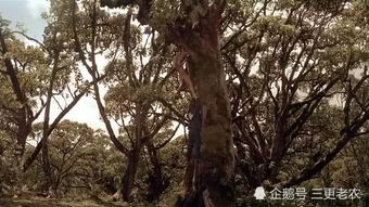 扫一扫， 识别树木不是梦