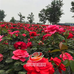 月季网基地的价格信息
