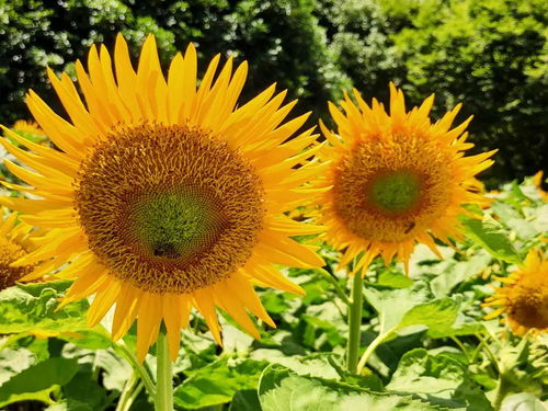 揭秘向日葵的奇妙生长周期：一天之内何时盛开？