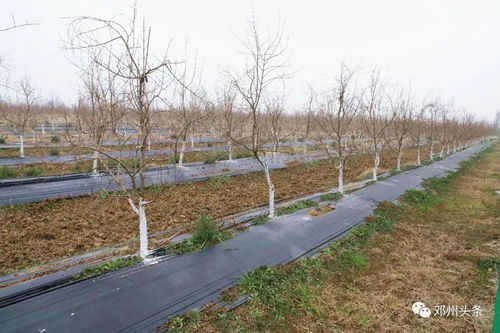 水源地保护， 石榴树多，营养丰富，健康来