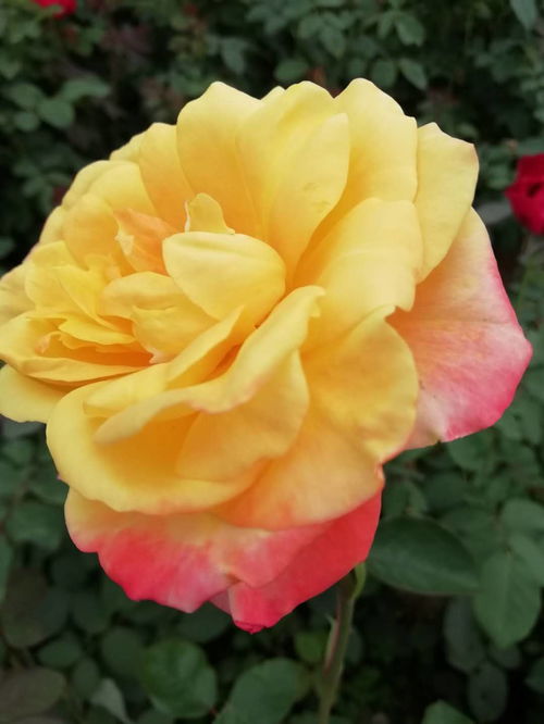 古状月季，价格也是面议哦