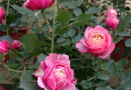 月季花败谢快，是啥原因？