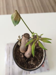 招财树树干枯了怎么救活它