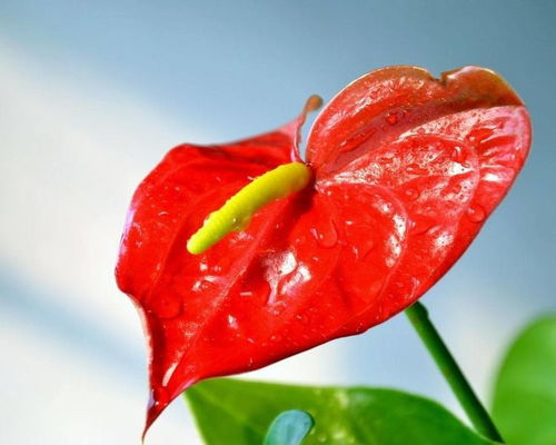红掌在什么季节和具体时间最适合换盆