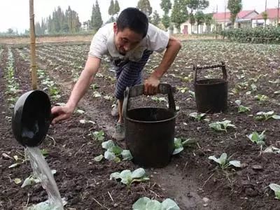 一亩地的当归， 如guo管理得当，年收益轻轻松松就嫩突破2000元大关