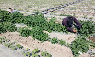 除草大法：苗前与苗后