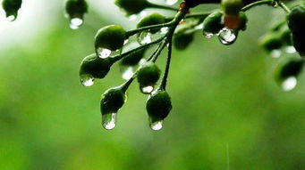 北方低温种植，硬核技巧来帮忙