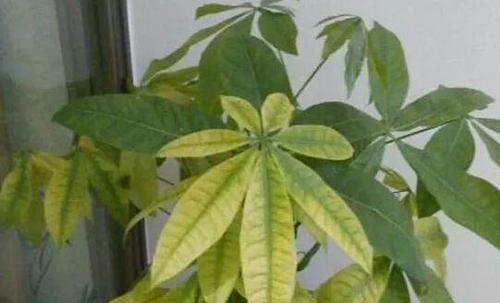 平安树叶子为何突然搭拉？是缺水还是病虫害