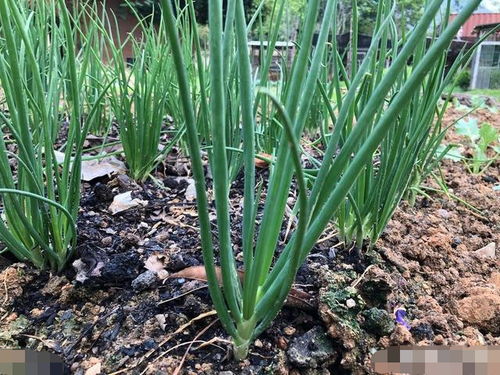 古代的病虫害防治智慧