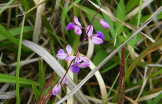 远志种子的奇妙之旅