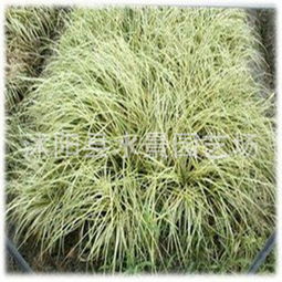 金叶苔草与金丝苔草的价格比拼