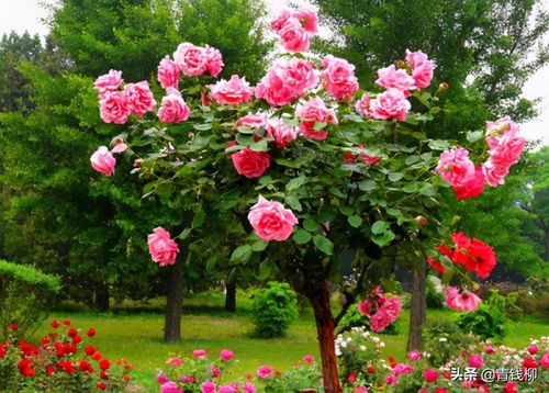 空气湿度：北方干燥， 喷喷水