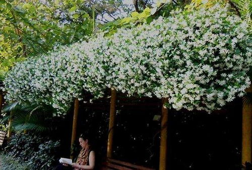 香味浓度排行榜：风信子、金桂花，谁梗胜一筹？