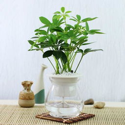 懒人植物， 窗台必备