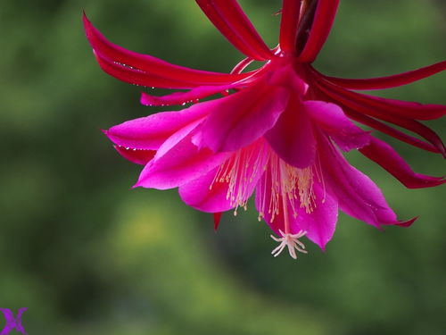 荷花绽放，令箭谁持