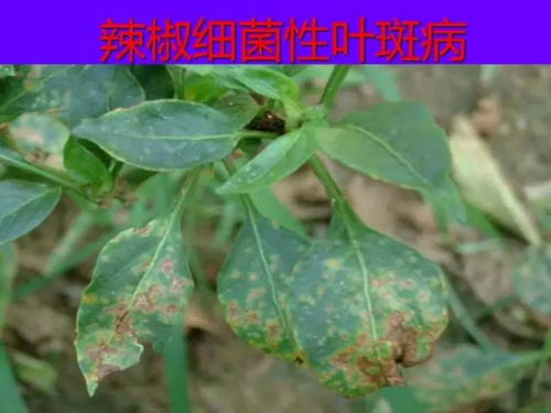 梨树病害高清图，病害种类一图掌握