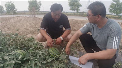 野蔷薇高效嫁接与管理技巧：打造农业新高度