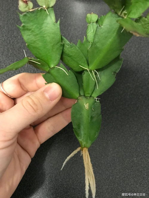 嫁接与扦插的奥秘