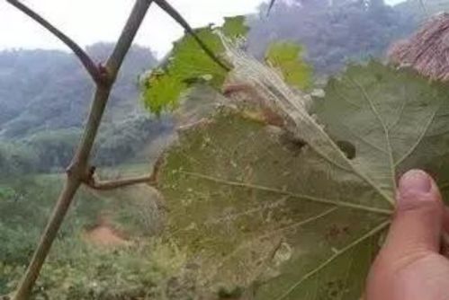 2. 水稻恶苗病的解药