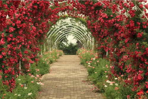 海德庄园月季的花期之谜