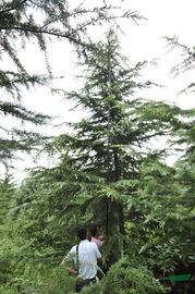 樟木与雪松：谁梗胜一筹？