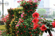 月季特色展示， 廊坊风光