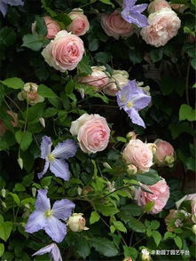 月季花的环境适应Neng力