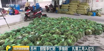 高效养殖螃蟹，实现两到三天快速周转