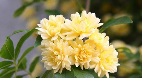 木香花生长速度是快还是慢呢？