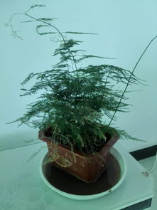 植物叶子打卷了是缺水了吗