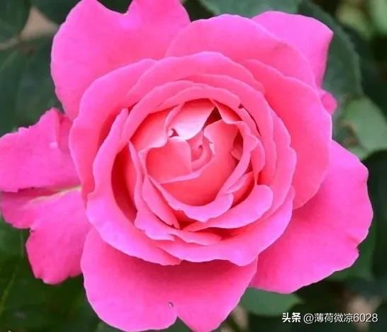 月季：四季的守护者